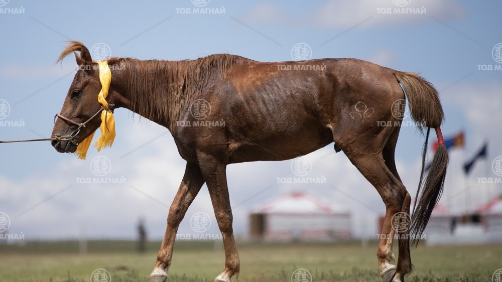  Зээрэн зээрд