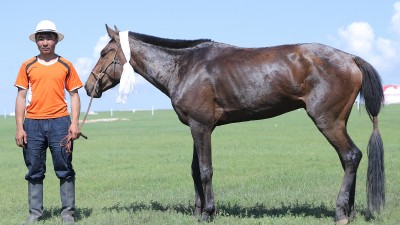 Эрлийз дээд