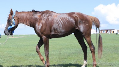 Эрлийз дээд