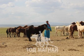 Р.Буянтогтох:Сүүлийн хоёр жилийн амжилтууд Өмнөговийн адуу сайжирсныг гэрчилж байгаа юм