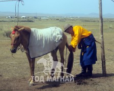 Аймгийн Алдарт уяач Б.Ганзориг: Эр хүнд уяаны багш хэмээн дээдэлдэг морь байдаг юм