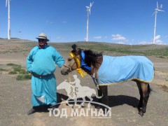 “Гурвантэс” сумын уугуул, сумын Алдарт уяач Н.Мэндбаяр:”Олон жил уягдсан тэмээ өөрийгөө сойгоод байдаг”