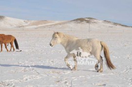 Өвлийн талд адуу янцгаана