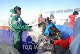 айргийн тавт хурдалсан “Авзага” галын гишүүн, “Авзага трейд” компанийн захирал П.Мэндбаярын хар алаг 