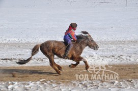 Түрүү – Хөвсгөл аймгийн Галт сумын уяач Н.Пүрэвдоржийн Мустанг хонгор Азарга