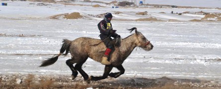 Түрүү – Хөвсгөл аймгийн Шинэ-Идэр сумын уяач Л.Төмөрбаатарын Үүлэн бор морь