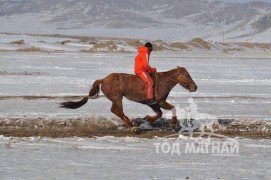 Аман хүзүү – Хөвсгөл аймгийн Рашаант сумын уяач Эрдэнэцогтын Хонгор морь