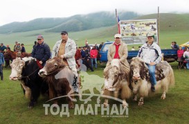 МУ-ын Тод манлай уяач Г.Батхүү: Морь бол үндэсний соёл болохоос хөрөнгөтэй мөнгөтэй хүний хийдэг ажил биш