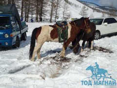 Гачууртад их насны морьдын уралдаан боллоо