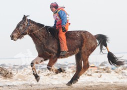 Аман хүзүүнд хурдалсан Сэлэнгэ аймгийн Мандал сумын уугуул Бат-Очирын хээр морь