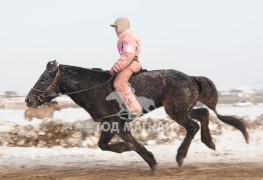 Түрүү Төв аймгийн Борнуур сумын уугуул Ц.Баттөрийн хар морь