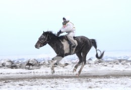 Эрлийз ангилалд айргийн дөрөвт хурдалсан Сэлэнгэ аймгийн Хушаат сумын уугуул Цэвээнжавын хээр алаг 