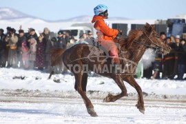 12-т хурдалсан Хөвсгөл аймгийн Тариалант сумын уугуул Г.Доржпүрэвийн Толбот хүрэн