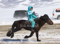 Эрдэнэтийн бүсэд түрүүлж, айрагдсан хурдан азарганууд