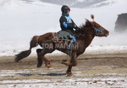 Эрдэнэтийн бүсэд түрүүлж, айрагдсан хурдан азарганууд