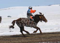 зургаад хурдалсан Орхон аймгийн Баян-Өндөр сумын харъяат П.Пүрэвлхагвын хүрэн халзан