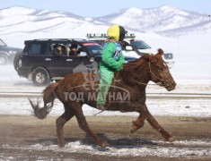 Эрдэнэтийн бүсэд түрүүлж, айрагдсан хурдан азарганууд