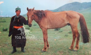 МУ-ын Алдарт уяач Д.Хишигбат: Миний хонгор моринд ард түмний хүсэлтээр түрүүлсэн гэсэн бичиг медалийн хамт өгсөн