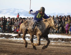 Эрдэнэтийн бүсийн түрүү айргийн их морьд