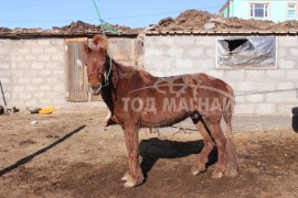 МУ-ын Манлай уяач Г.Батчулуун:Уяач хүн мэднэ гэж байхгүй, мэдрэх л хэрэгтэй