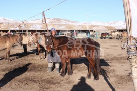 МУ-ын Манлай уяач Г.Батчулуун:Уяач хүн мэднэ гэж байхгүй, мэдрэх л хэрэгтэй