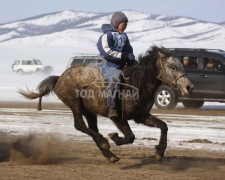 Айргийн дөрөвт хурдалсан аймгийн Алдарт уяач Р.Бадрах бор