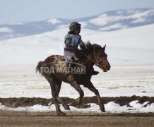 12-т хурдалсан Л.Эрдэнэбатын хонгор