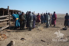 Баянхонгорчууд адууныхаа цус сэлбэх ажлыг эрчимтэй хийж байна