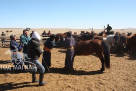 Баянхонгорчууд адууныхаа цус сэлбэх ажлыг эрчимтэй хийж байна