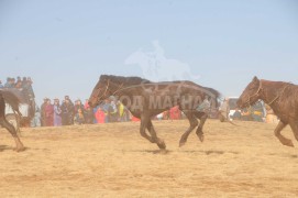 Өвөрхангайн баруун бүсийн наадамд түрүүлж, айрагдсан хурдан хүлгүүд