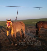 Аймгийн Алдарт уяач С.Гомбосүрэн: Дорнодын ойд ганцхан адуутай очоод түрүүлгэсэндээ баяртай байдаг