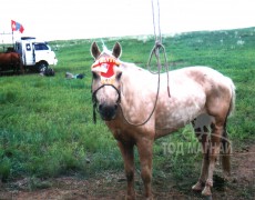 Аймгийн Алдарт уяач Л.Өлзийбаяр: Холхоон зээрд даагандаа дөрөв түрүүлсэн