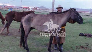 Сумын Алдарт уяач Н.Буяндалай: Олон машины дунд учраа олохгүй давхиж яваа адууг харахаар өрөвдөх юм