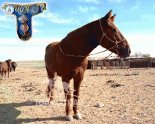 Дорноговь аймгийн Айраг сумын угшилтай зээрд халзан хавчиг морь зарна