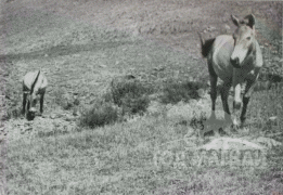 Тахийн эр шүдлэн 1953 онд хязааланд нь азарга тавьж, 4 гүү хураалгаж, эр, охин төл авчээ.