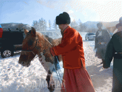 Аймгийн Алдарт уяач Ш.Итгэл: Би удам залгасан уяач