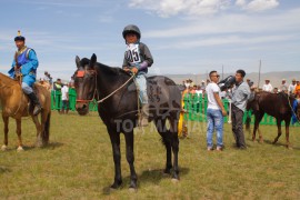 аймгийн Алдарт уяач Ц.Онолбатын Элбэг халтар