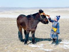 Говь-Алтай аймгийн Баян-Уул сумын Алдарт уяач Хангайхүү: Өөрийн унаган мориор наадна гэдэг сайхан шүү