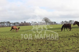 Ирландын Үндэсний адуу үржүүлгийн ферм буюу The Irish National stud