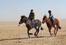 Аймгийн Алдарт уяач Д.Баянбатын зээрд халзан