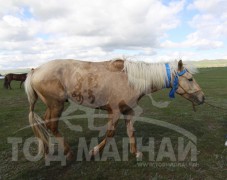 АХ-ын 90 жилийн ойнАХ-ын 90 жилийн ойн шүдлэнгийн аман хүзүү шарга үрээ