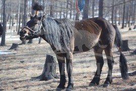 Гачууртын уяачдын холбоо таван нас хүрлээ