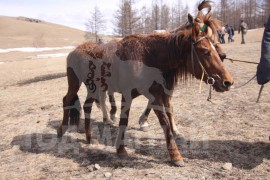 Гачууртын уяачдын холбоо таван нас хүрлээ