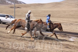 Гачууртын уяачдын холбоо таван нас хүрлээ