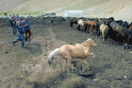 “Морьтон Монгол” төслийн гишүүн Ц.Даваахүү: Наадамд барилдахаар бэлтгэл базааж, уралдахаар морьдоо хөнгөрүүлж байгаа