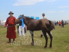 МУ-ын Алдарт уяач Т.Гантөмөр: Буурал үрээ өнгөрсөн жил Завханд бас айрагдсан