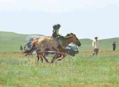Ц.Амарсайханы хонгор