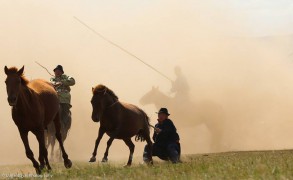 2014 оны шилдэг адуучид тодорлоо