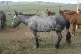 ОРОСООГИЙН МЭНДБАЯР: БУЛГАН НУТГААС МИНЬ ТҮМЭНД ЦУУТАЙ АЖНАЙ ОЛОН ТӨРӨӨСЭЙ ХЭМЭЭН ЗАЛБИРЧ СУУНА