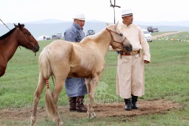 “Очирваанийн хүлэг” МСУХ-ны тэргүүн Ш.Батсамбуу: Тэс угшлын адуугаа сайжруулах, хурдыг нь орон даяар таниулахаас эхлээд олон ажил төлөвлөсөн